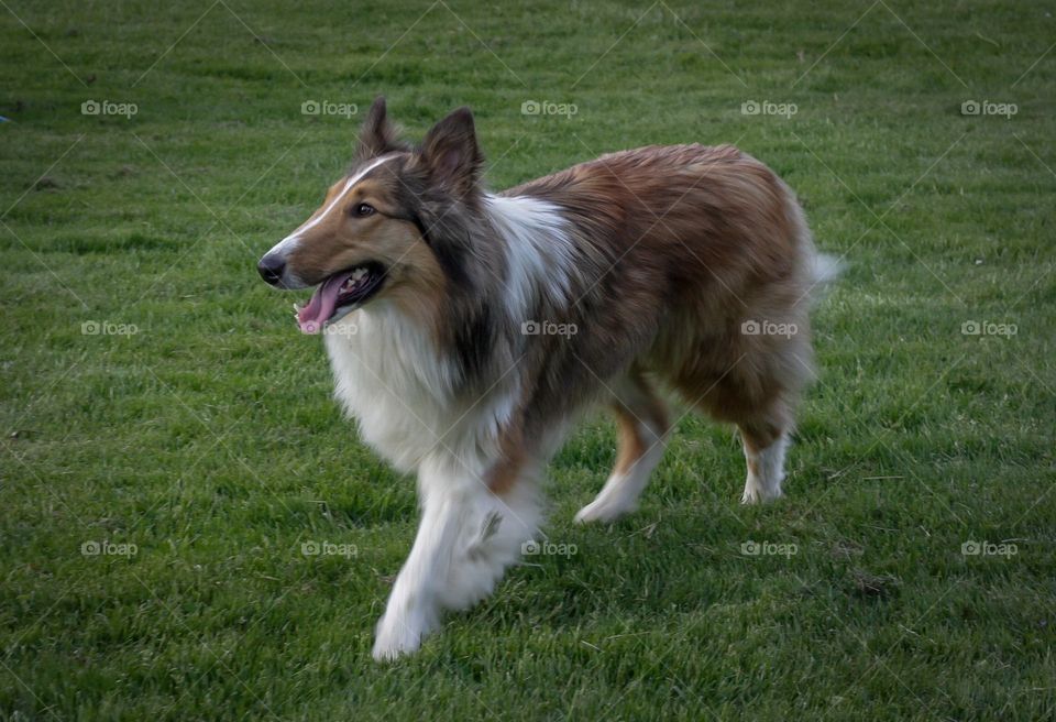 Nyla, the Collie Dog. Collie dog after a quick jog