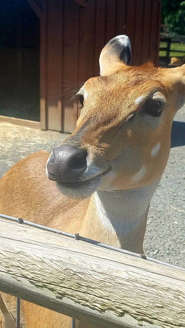 One very happy animal!! Looks just like its smiling!!