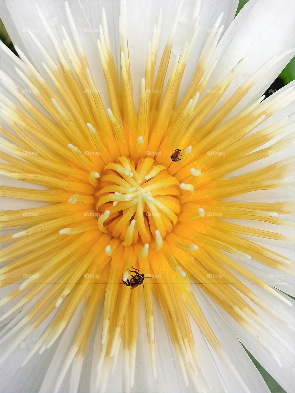 Lotus flower with two bees.