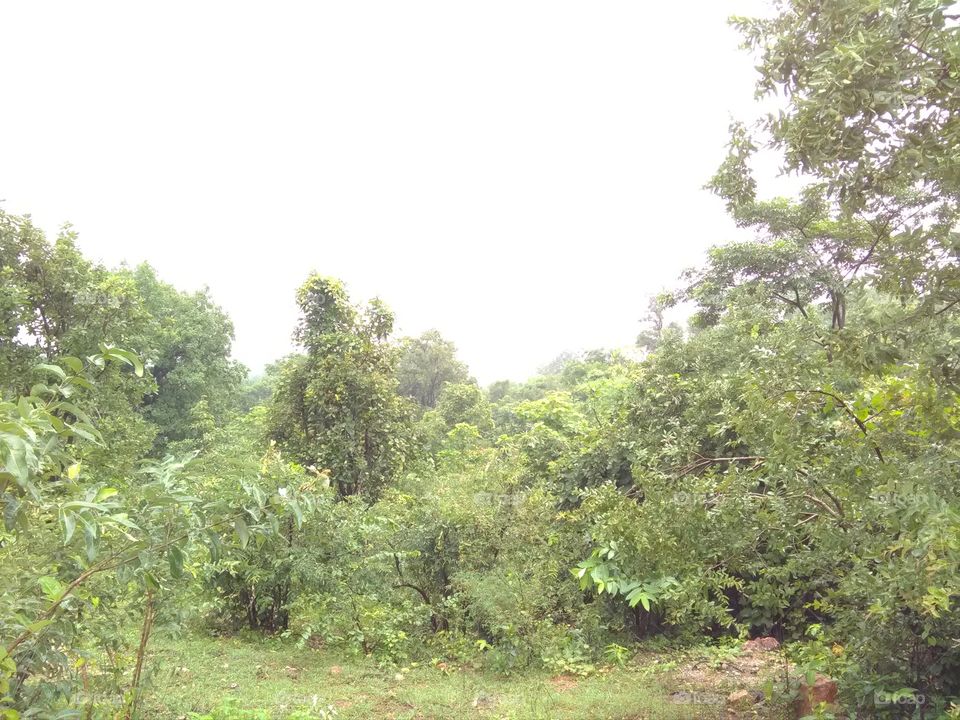 The beautiful seen on the Rampur forest and the way.