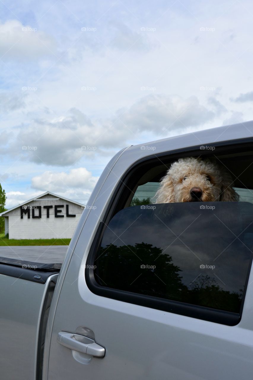 Roadtrip Poodle, Motel Truck Rural Vacation 
