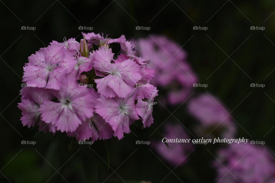 Purple flowers