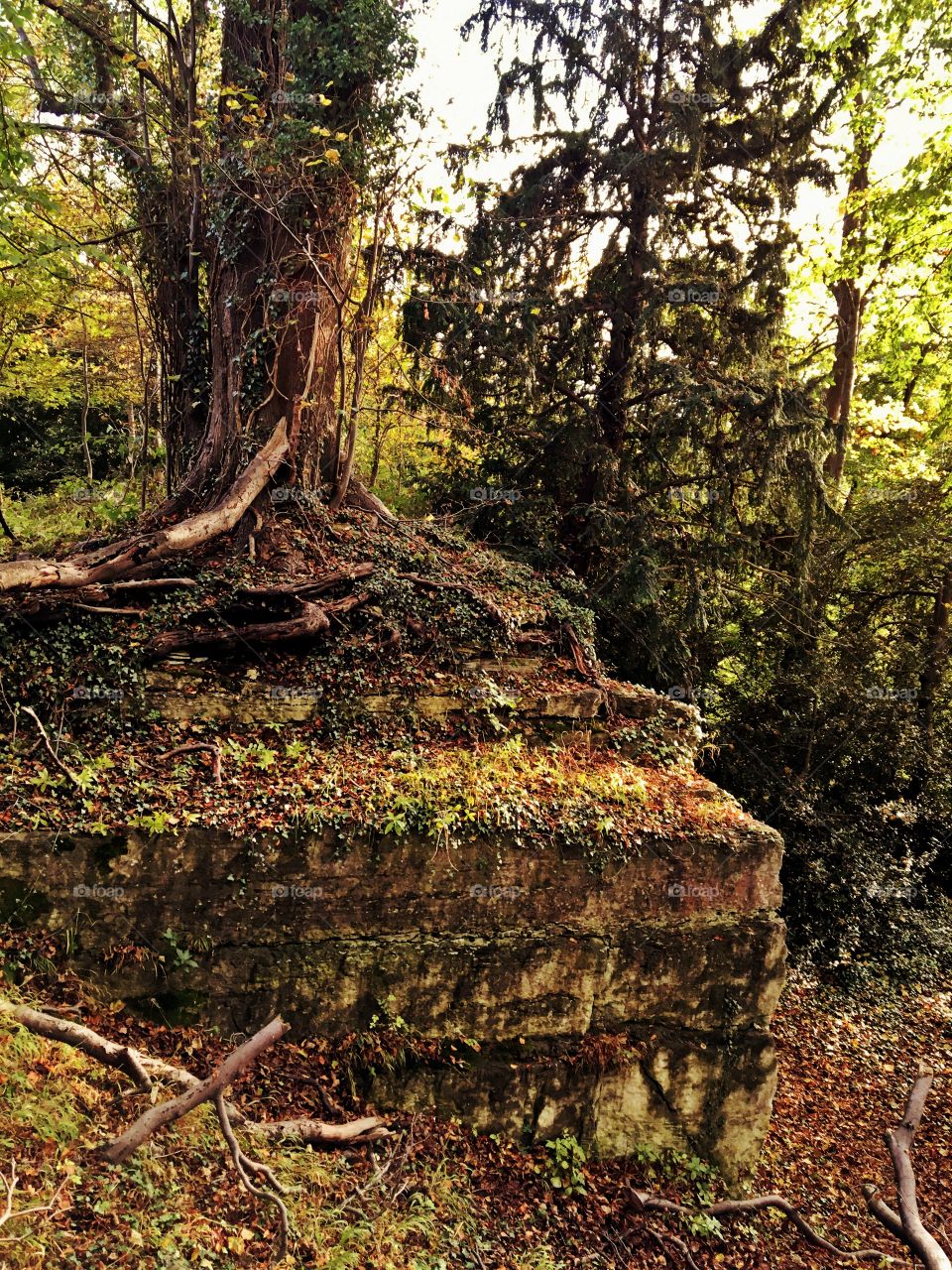 Scenic view of forest