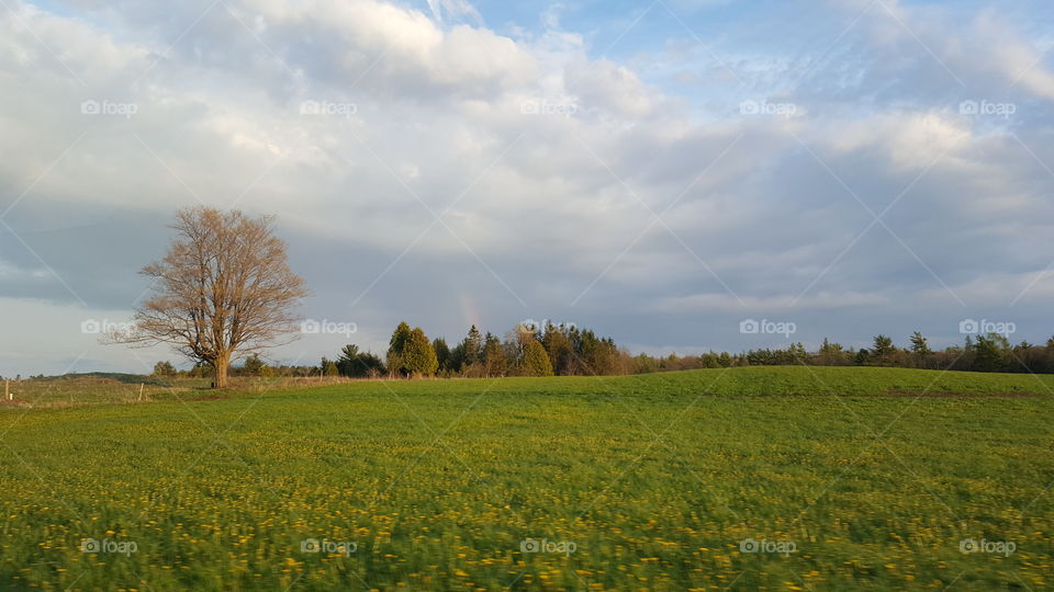 Scenic view of field