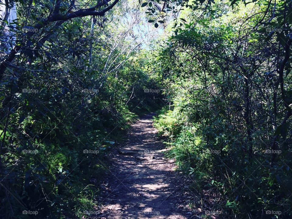 Mysterious path to the forest in Sydney 