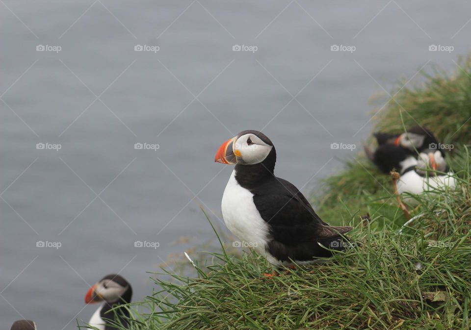 Puffins on a cliff