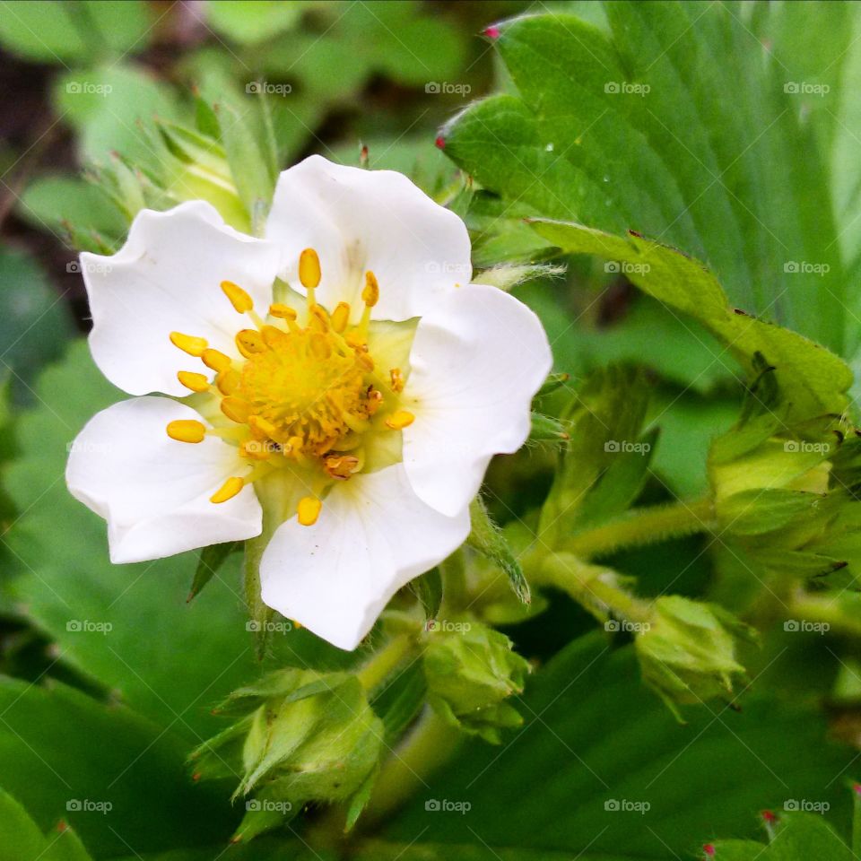 beautiful flower