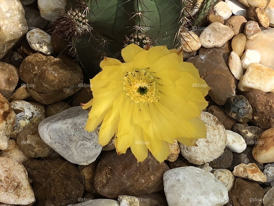 Blooming Cactus yellow flowers 