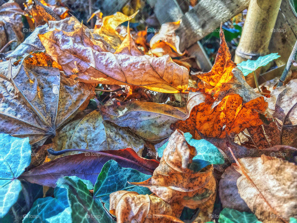 Dried autumn leaves 