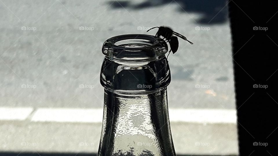 Bee on a bottle outside a cafe