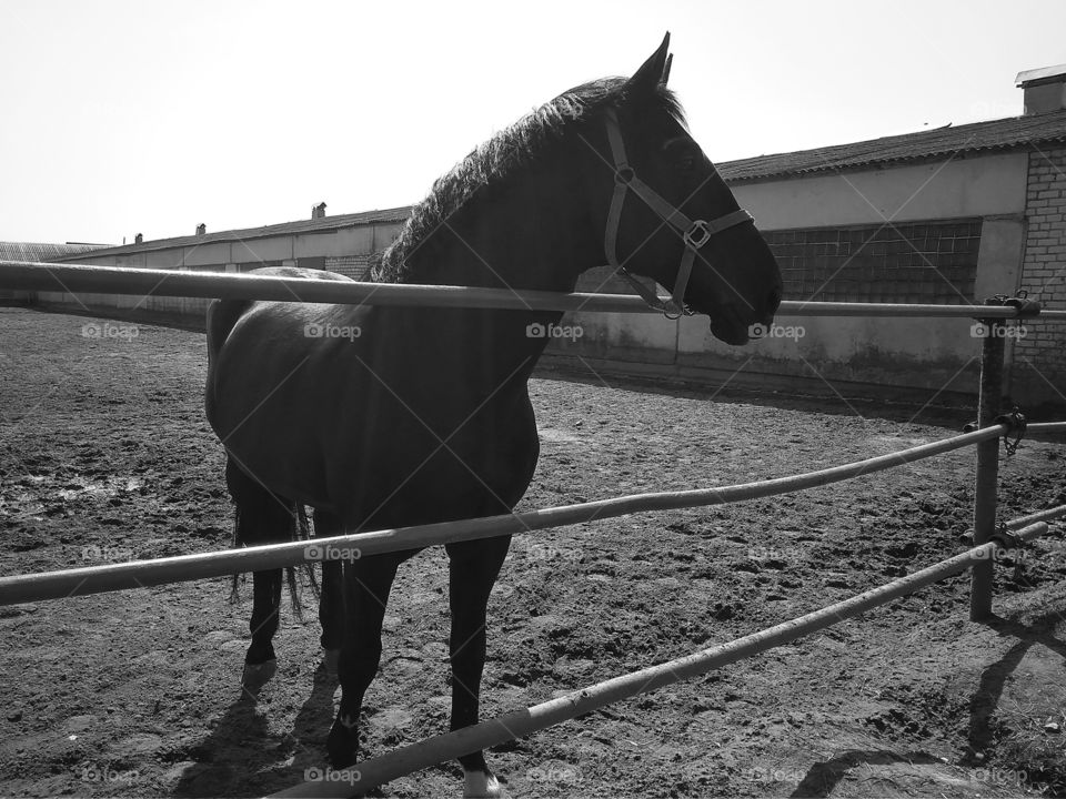 Racehorse, спортивная лошадь