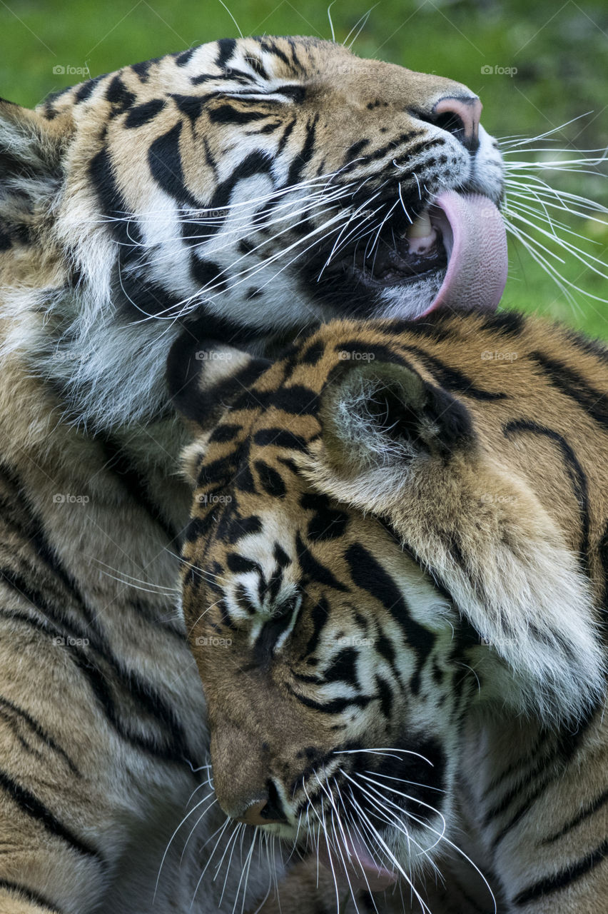 Close-up of tigers licking