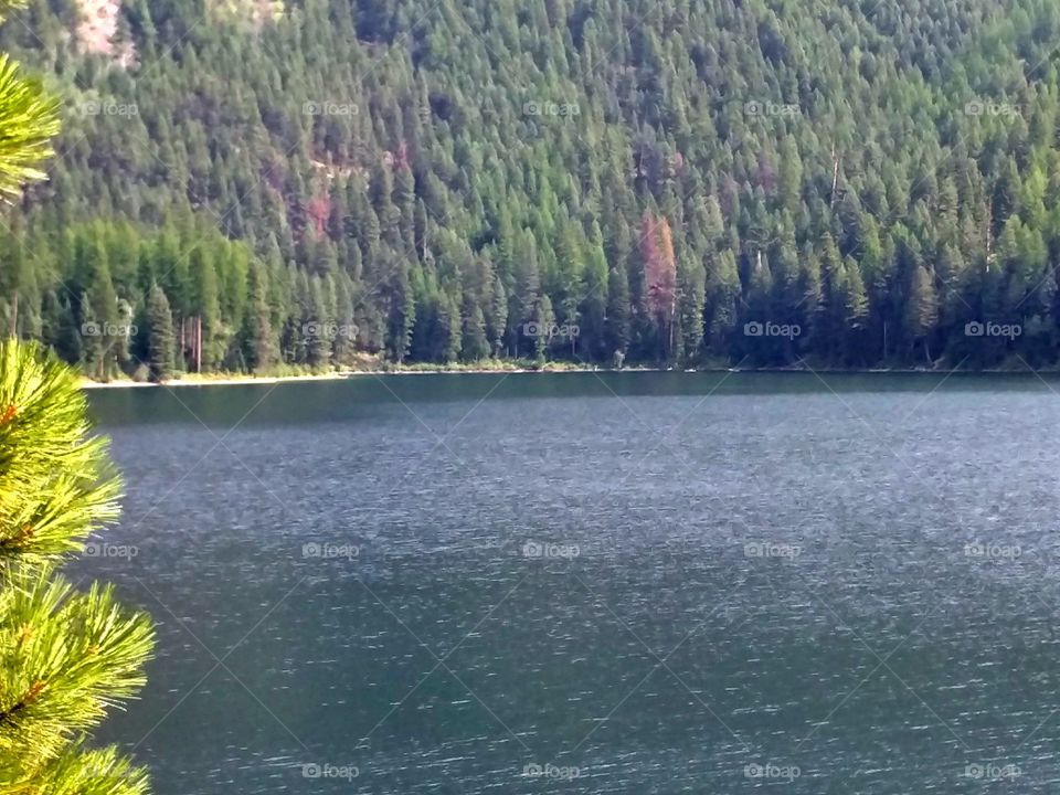 Water, Lake, Tree, Wood, Nature