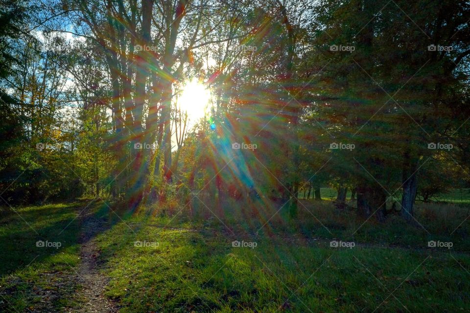 Sonnenuntergang im Wald