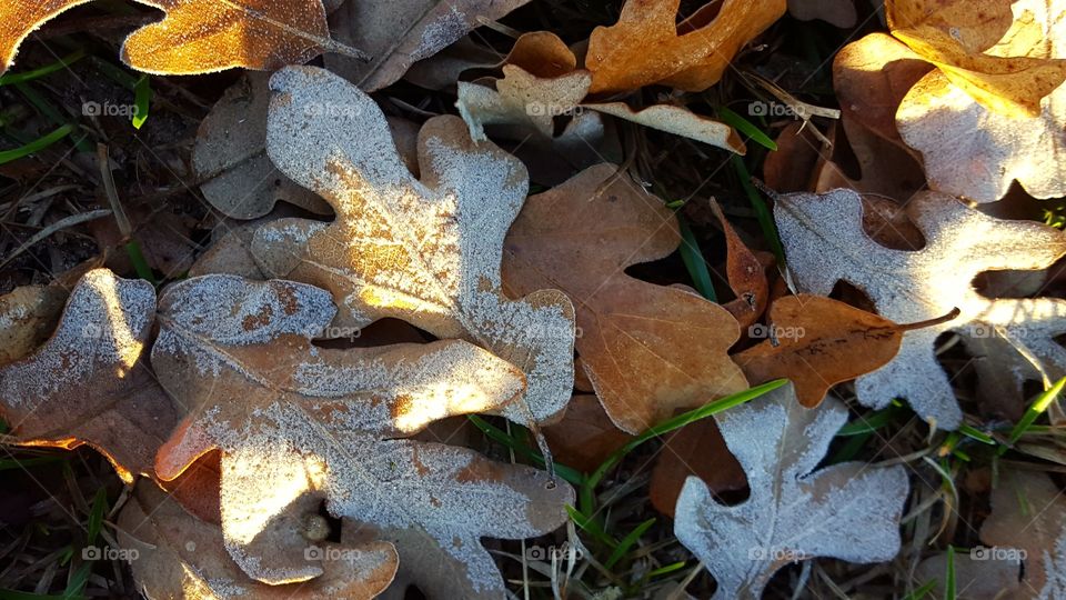 My favorite part of Winter is taking pictures of frost, ice, and snow.