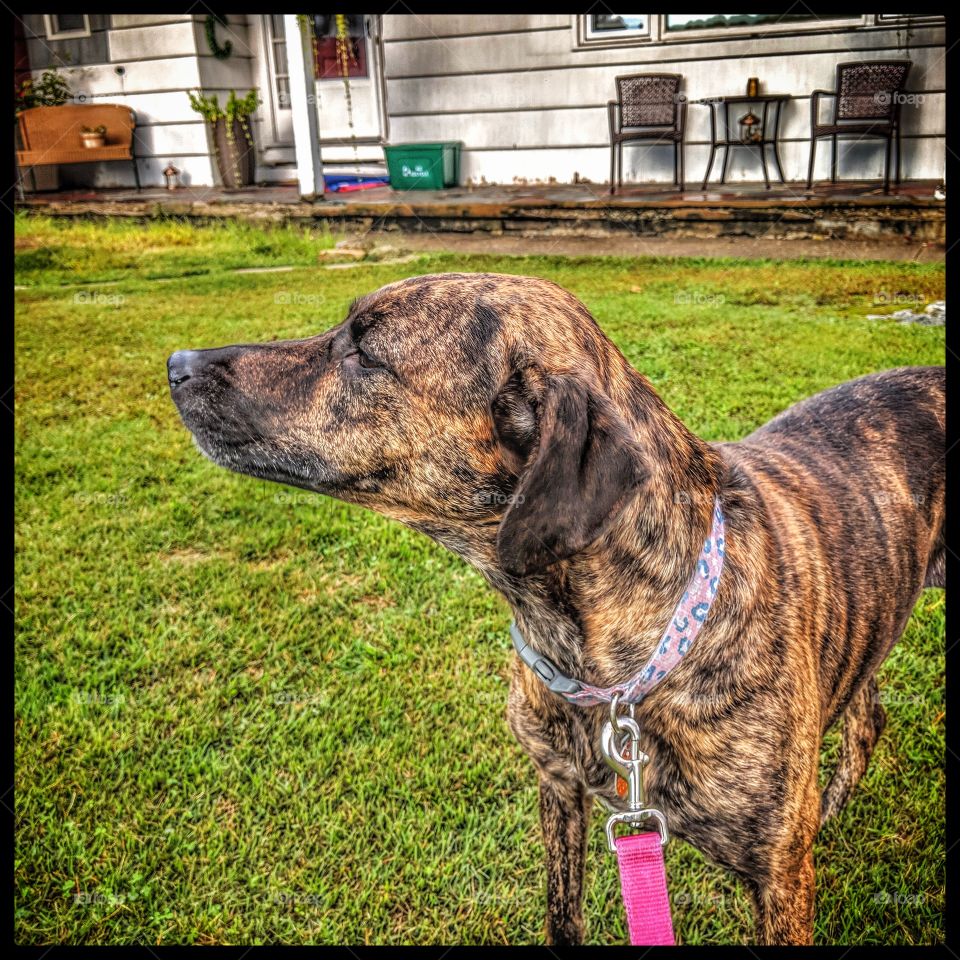 profile of champions