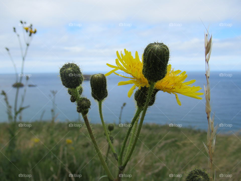 Wild flowers growing on the coast