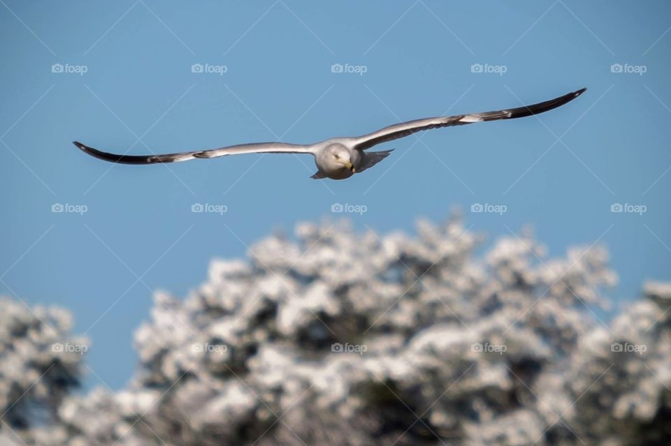 A ring-billed gull heading directly this way. Snow-covered tree in the background. 
