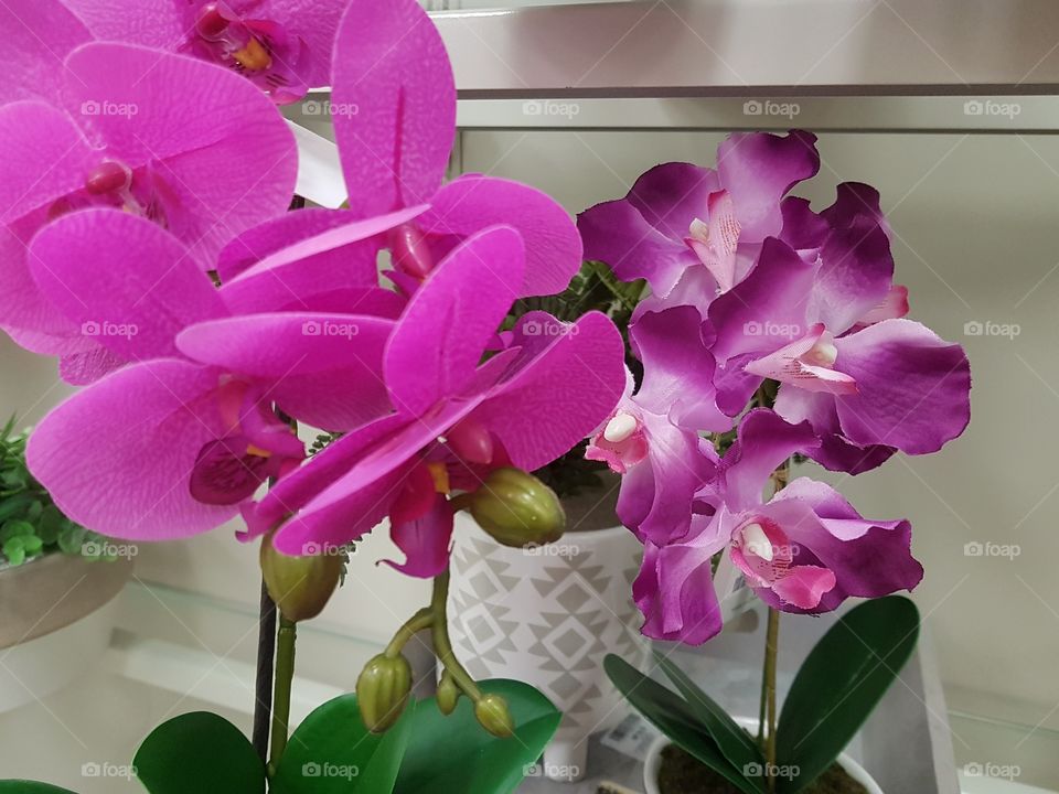flower power-beautiful orchids