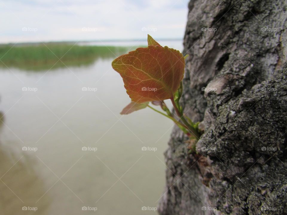 Branch with a red leaf on the background of the lake