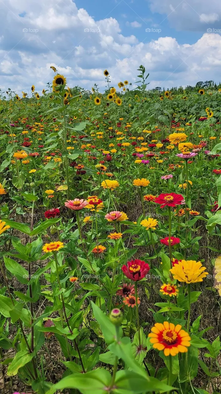 🌻🌸🌹📷