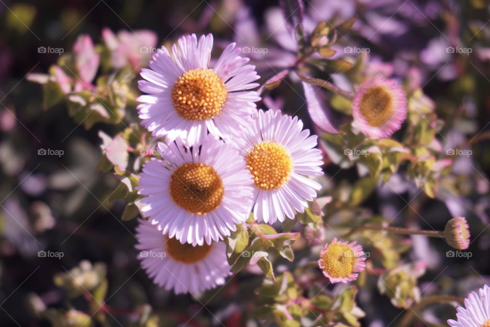 Daisy
Springs 
California Flower