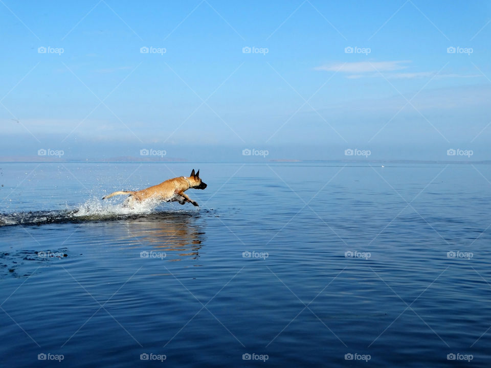 Dog shepherd malinois