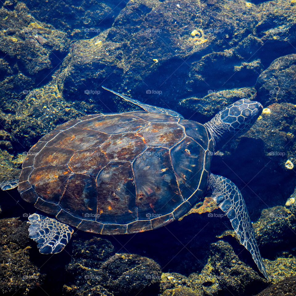 A green sea turtle (honu) swimming in the shallow tide pools at Richardson Ocean Park in Hilo, Hawaii.