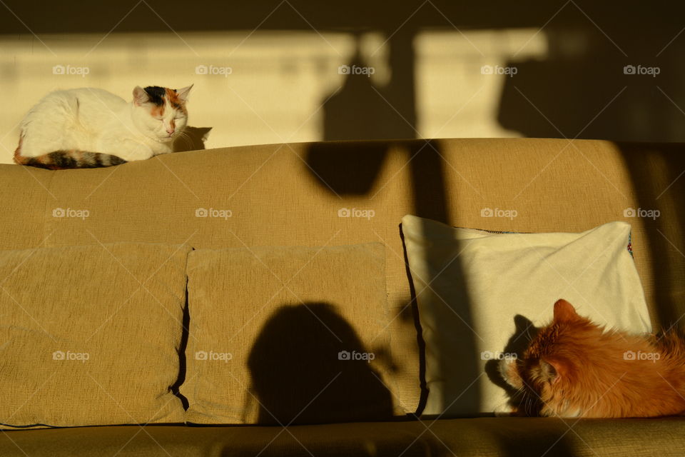 two cats pets sleeping home on a sofa in the sunlight and shadows person