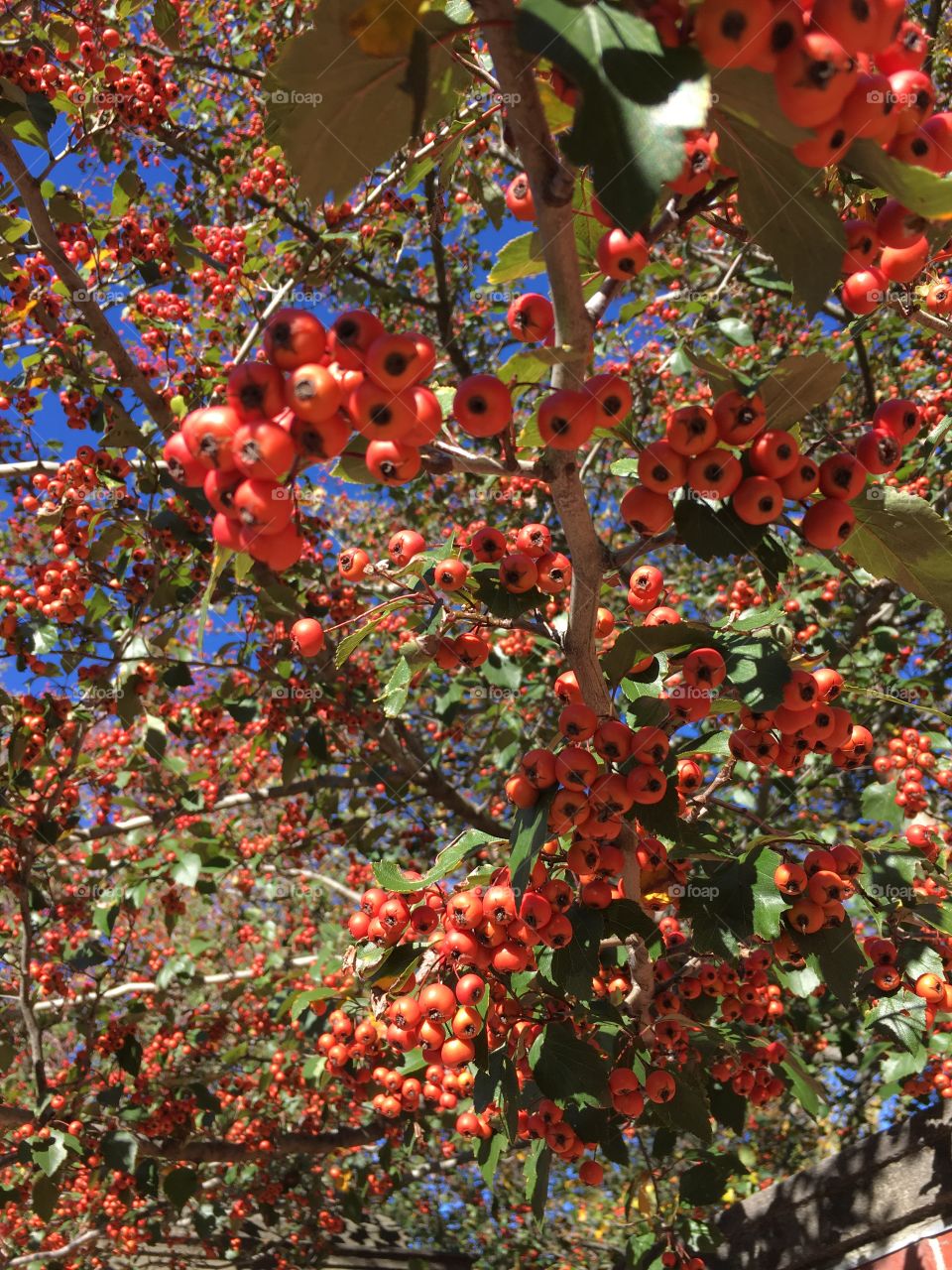 Red Berry Tree
