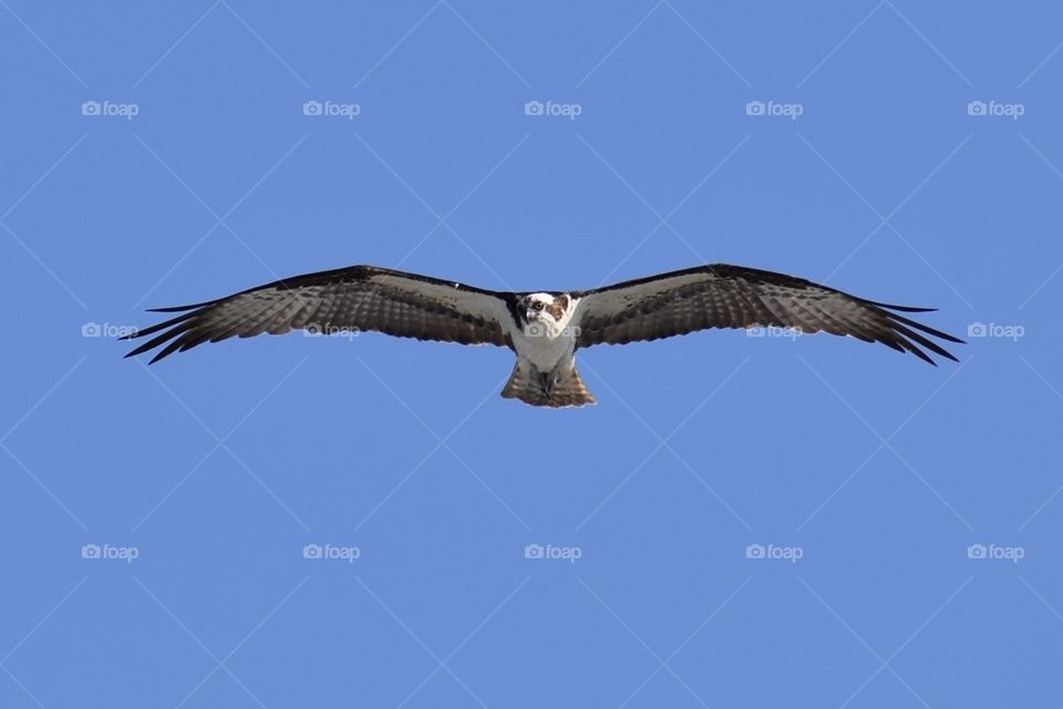 Osprey