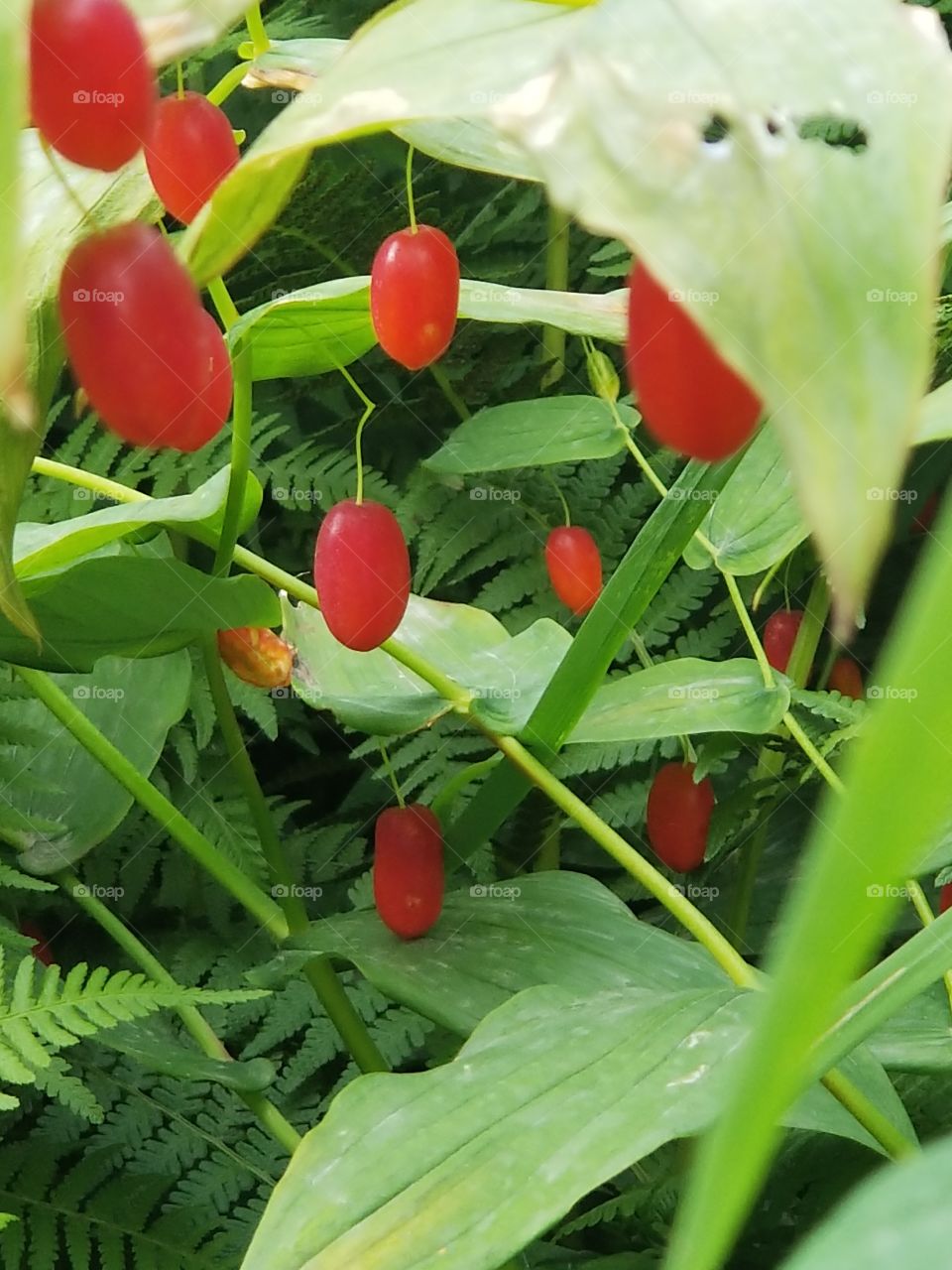 watermellon berries