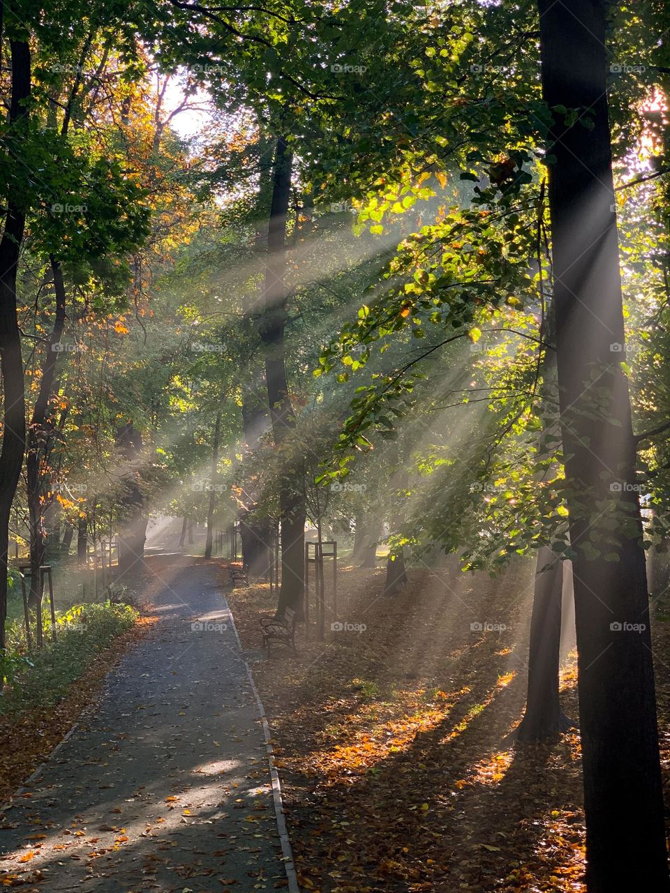 Early autumn foggy morning in a park, long alley, green and yellow trees, leaves on the ground, sunbeams in the fog