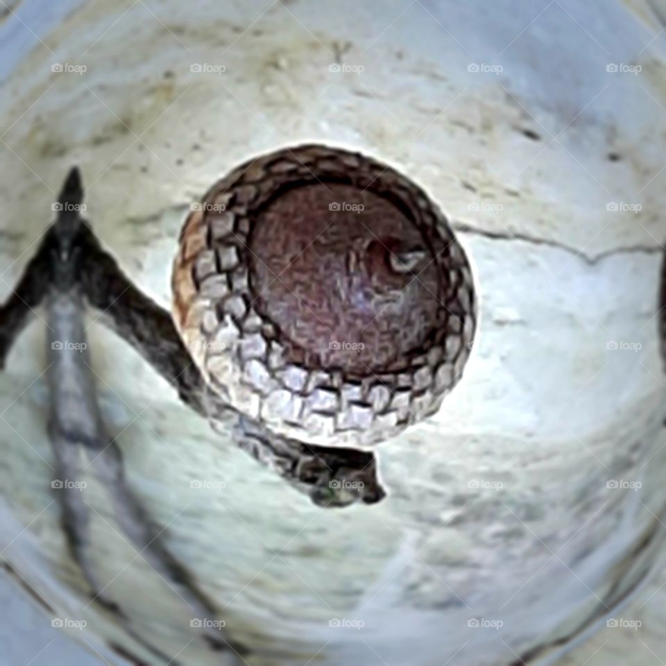 zoomed in pine nut on marbled garden stone