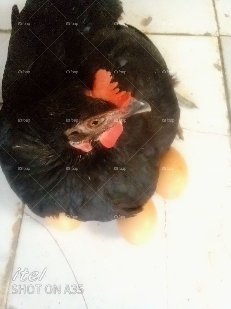 hen laying eggs