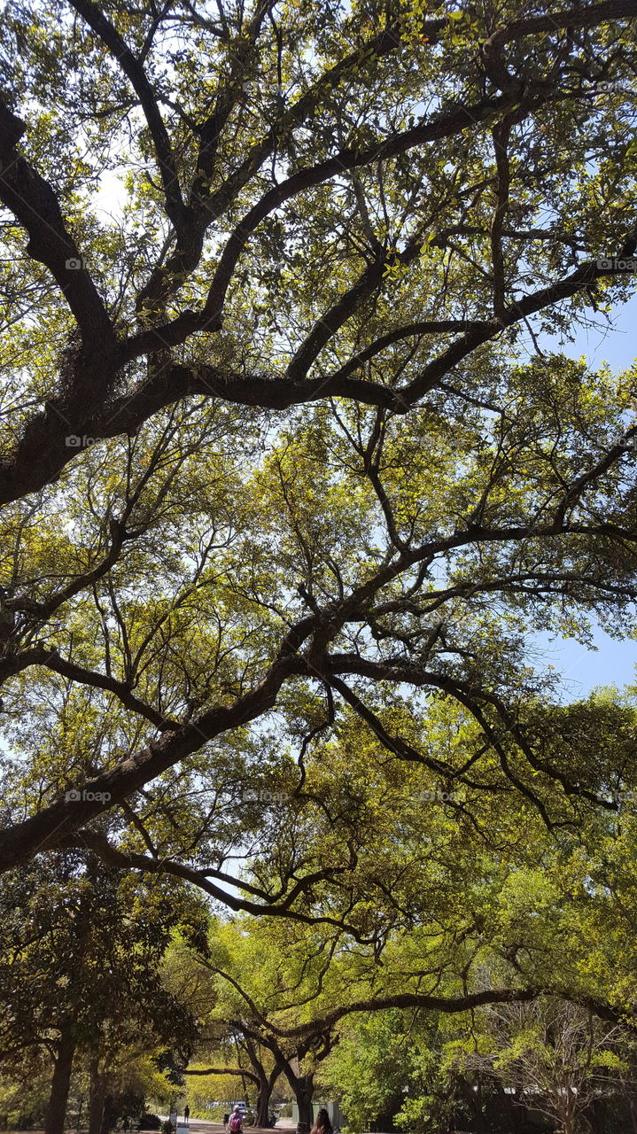 Oak Trees, Audubon Park, New Orleans