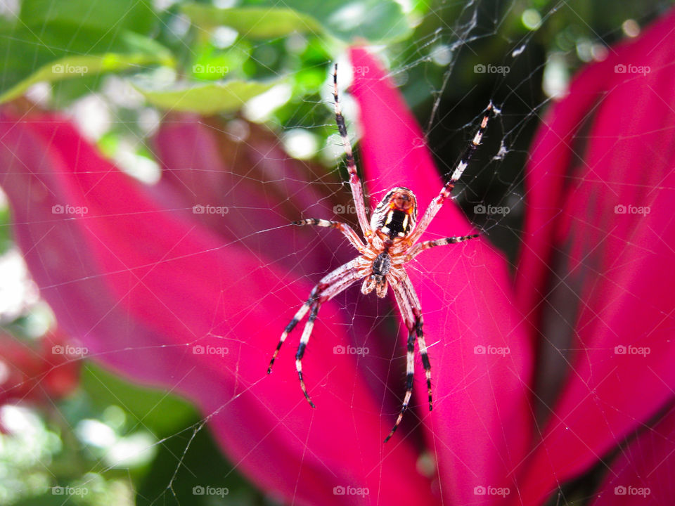 Spider color