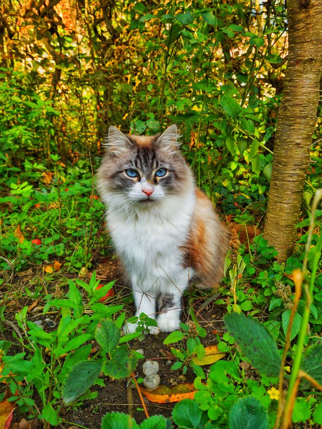 Cat