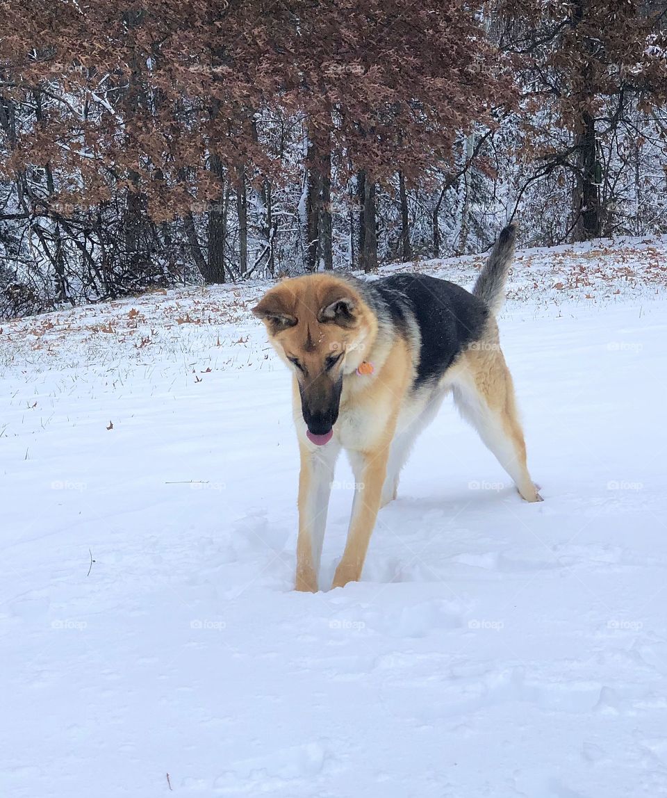 German Shepherd enjoying playing in the snow