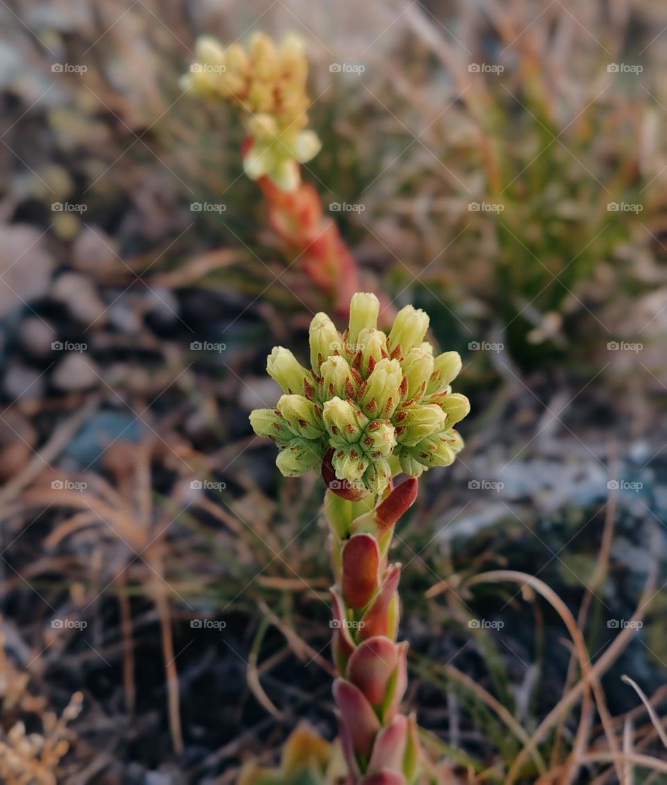 I took this picture yesterday, but I don't know the name of this plant