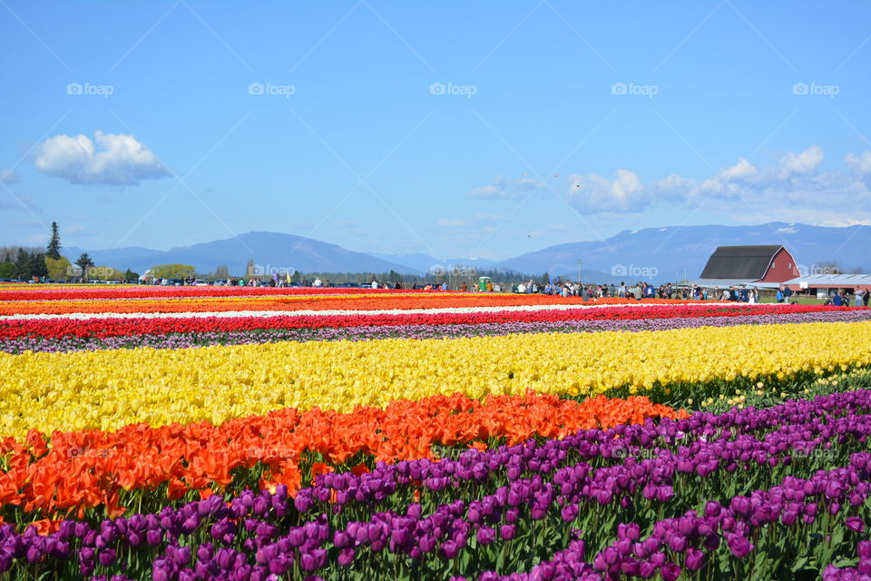 Field of tulips 