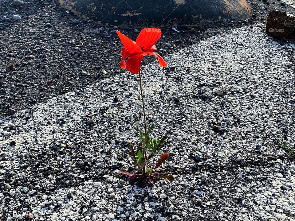 Plants.  On the asphalt of the highway there is a crack from which a red poppy grows.  Victory of life