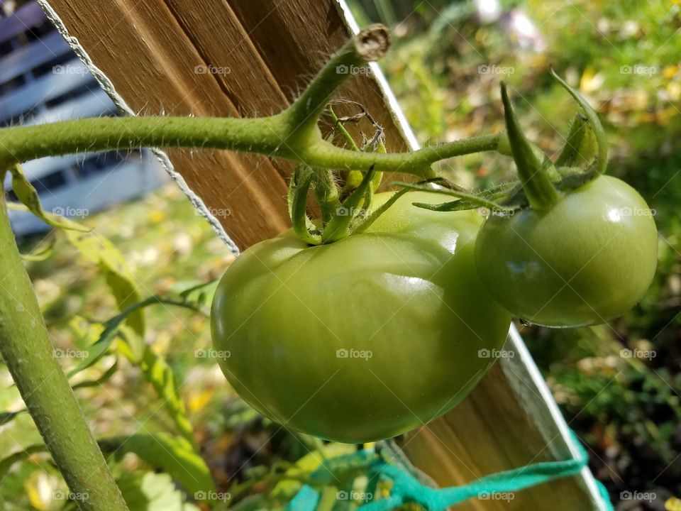 green tomatoes