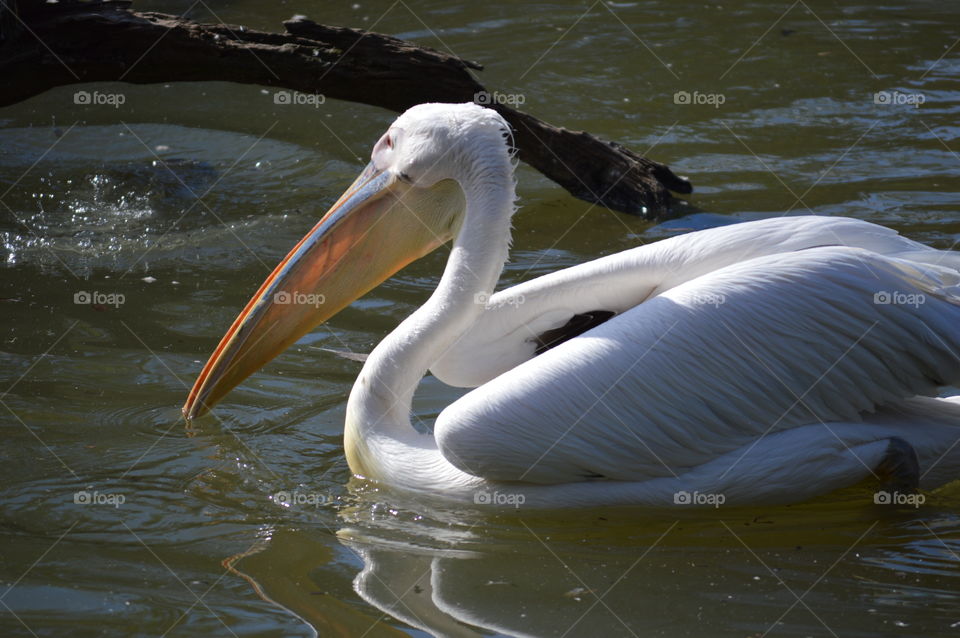 pelican