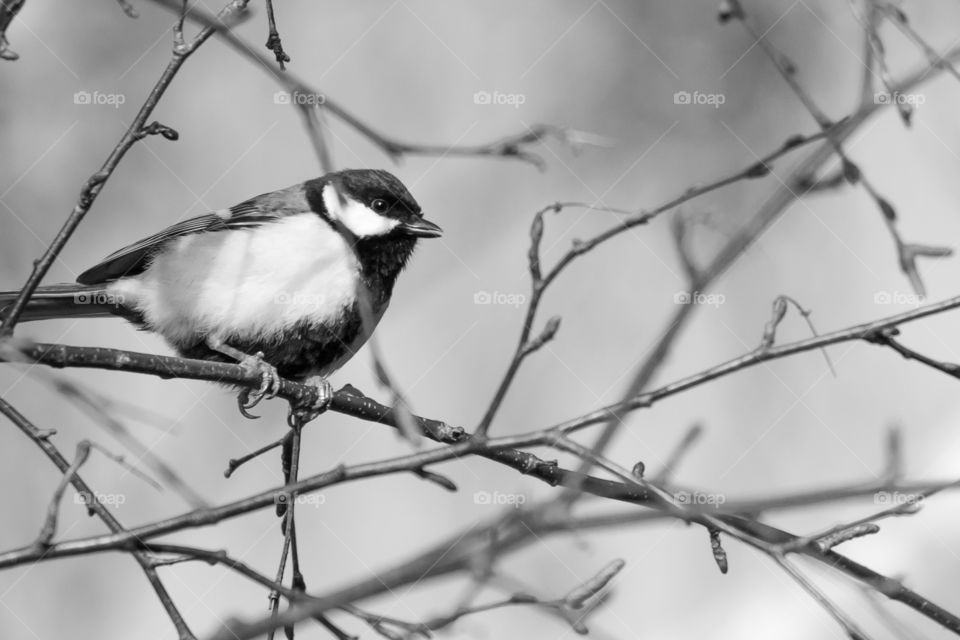 Great tit bird sitting on a tree branch in early spring, black and white 