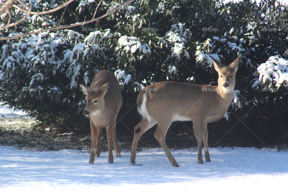 Seeing these two deer in my backyard was truly a blessing and a surprise. I’ve been waiting for years to find deer in my backyard and one day I was washing dishes and these two beautiful deer showed up and I knew I had to take a picture!