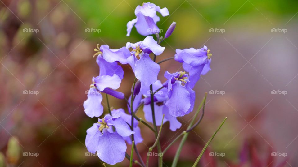 Chinese violet cress / Orychophragmus violaceus