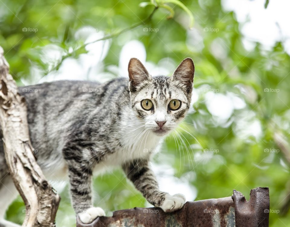 Gato gris 