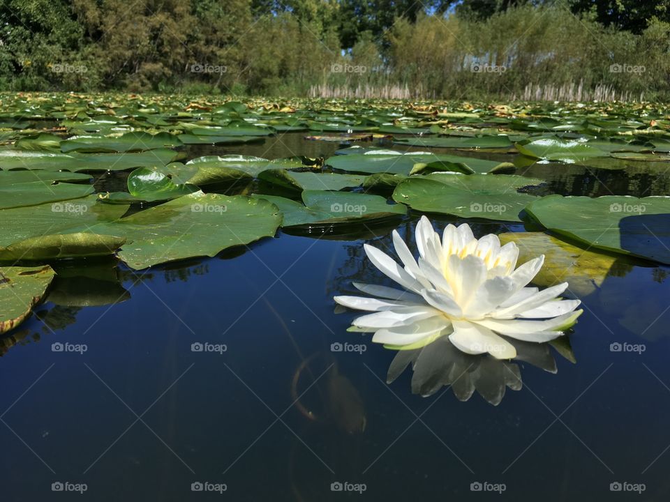 Close-up of waterlily in lake