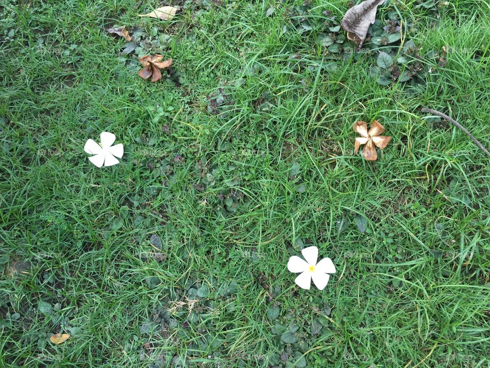 White plumerias on the grass in the garden 